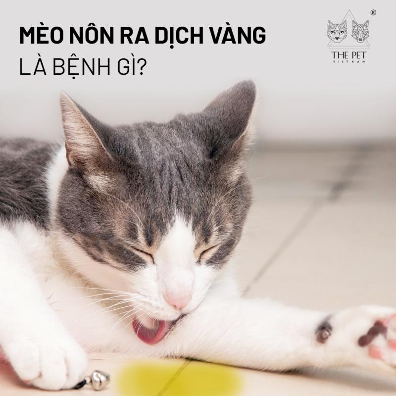 Mèo nôn dịch vàng: Phòng ngừa