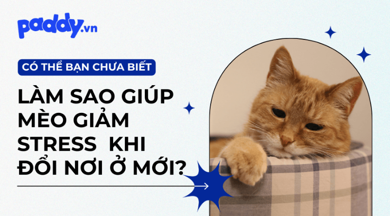 Mèo stress khi chuyển nhà