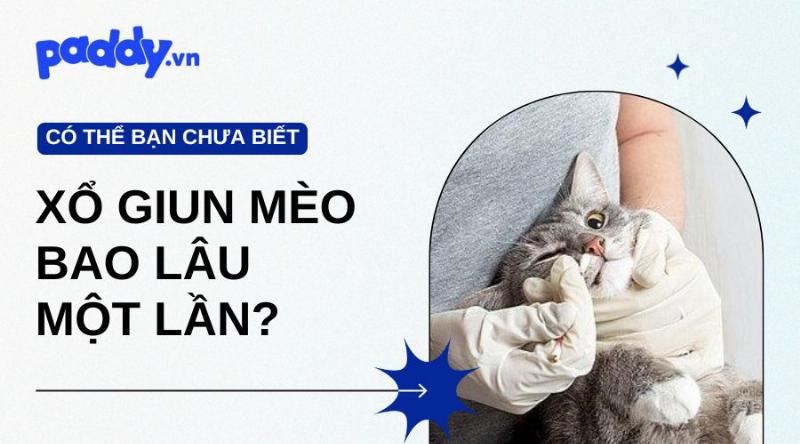 Mèo trưởng thành xổ giun