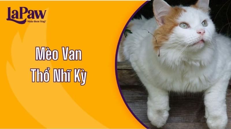 Mèo Van Thổ Nhĩ Kỳ Bơi Lội