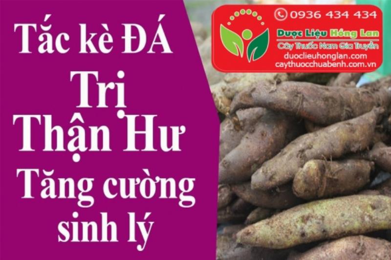 Mua tắc kè bông ở đâu uy tín?