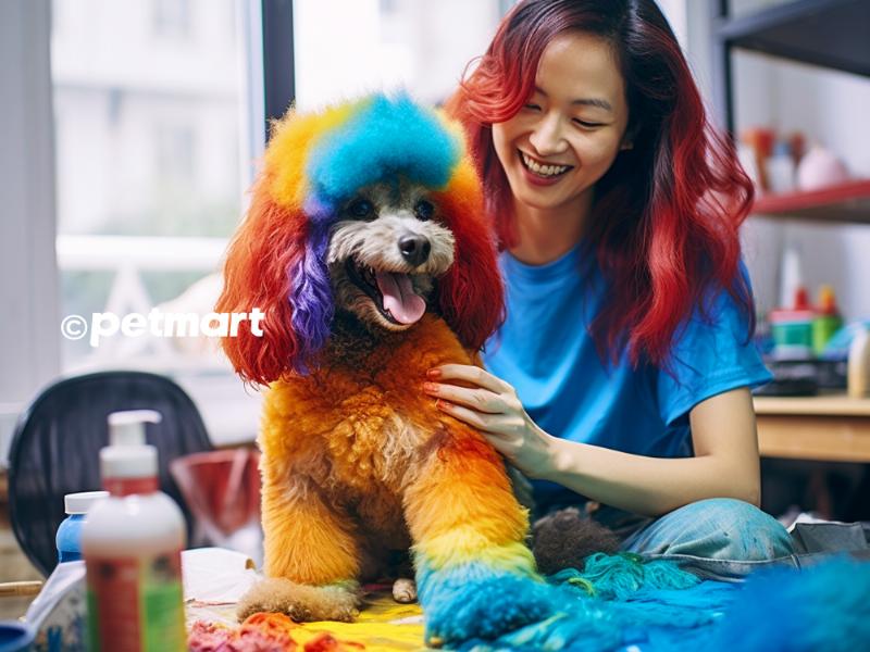 Chó Poodle nhuộm màu hồng đáng yêu