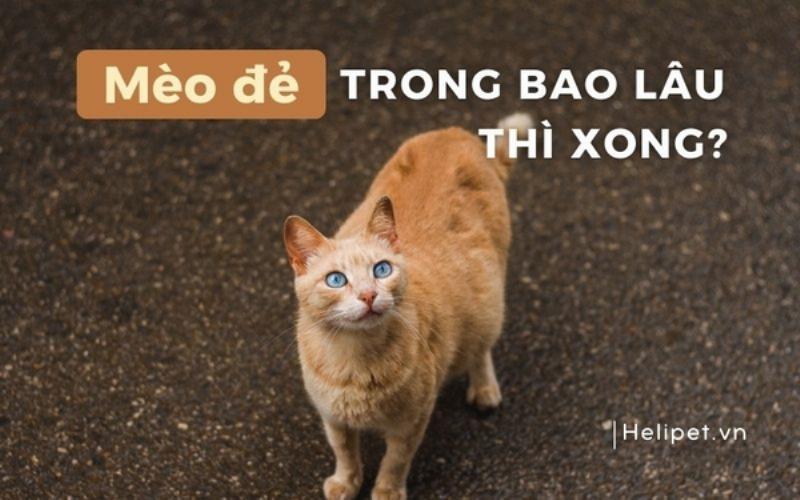 Quá trình sinh nở của mèo