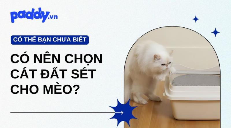 Tại sao nên chọn cát đất sét cho mèo