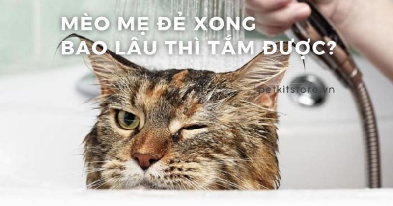 Tắm cho mèo mẹ sau sinh