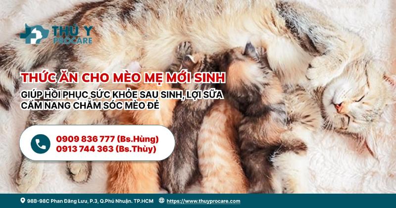 Thức ăn cho mèo mẹ sau sinh