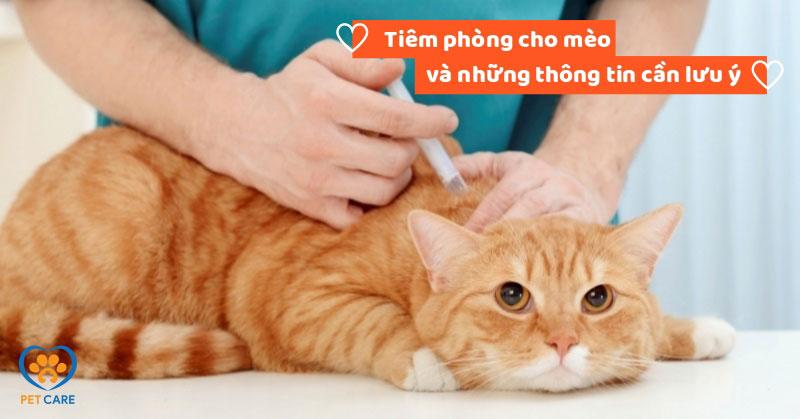 Tiêm vacxin cho mèo lưu ý