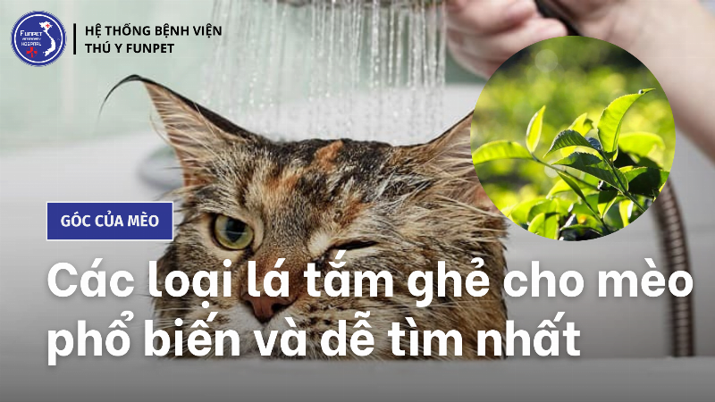 Trị ghẻ chó bằng lá neem