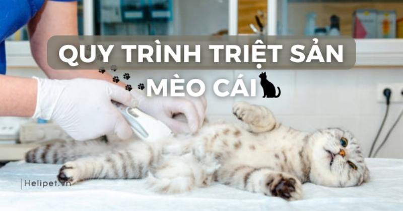 Triệt Sản Cho Mèo