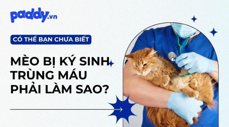 Chó biểu hiện mệt mỏi, chán ăn do ký sinh trùng máu