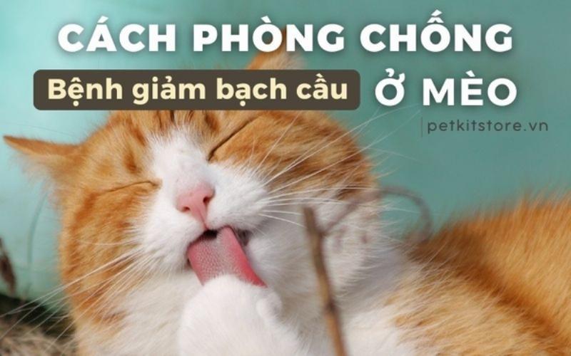 Vệ sinh môi trường sống của mèo