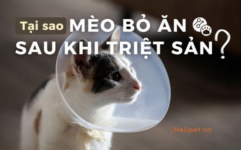 Vết mổ mèo đang lành