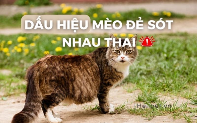 Cách xử lý nhau mèo sau sinh