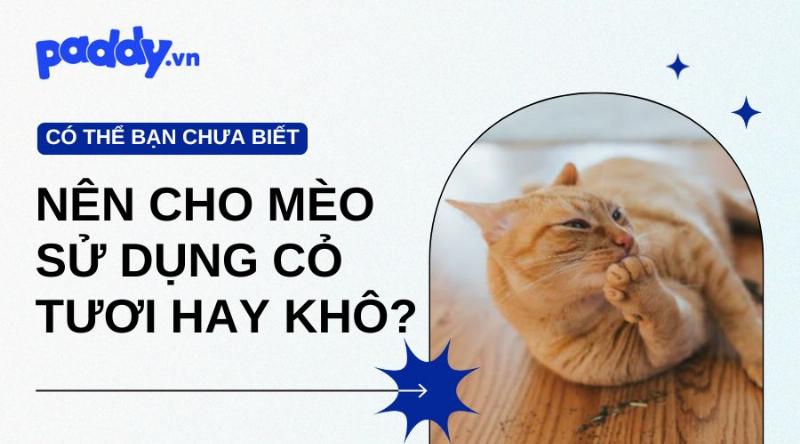 Bảo quản cỏ mèo khô