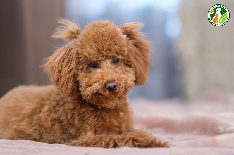 Chăm Sóc Chó Poodle Cái Kinh Nguyệt