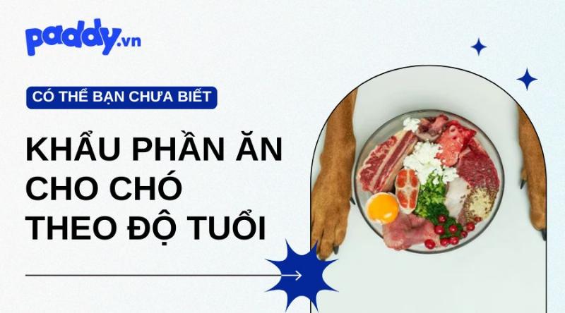 Chăm sóc chó theo độ tuổi