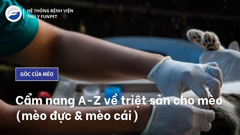 Hình ảnh minh họa việc chăm sóc mèo đực sau triệt sản