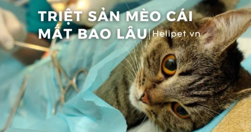 Chi phí thiến mèo cái tại phòng khám