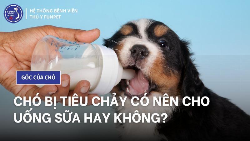 Chó Bị Tiêu Chảy Sau Khi Uống Sữa