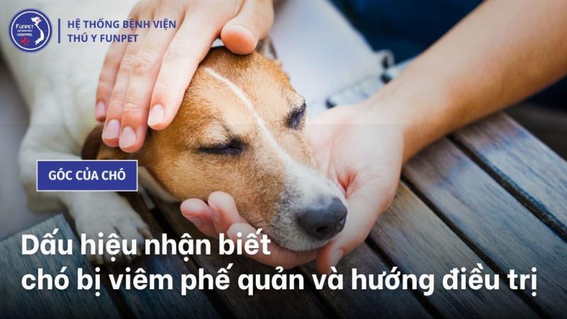 Chó bị viêm phế quản: Chăm sóc tại nhà