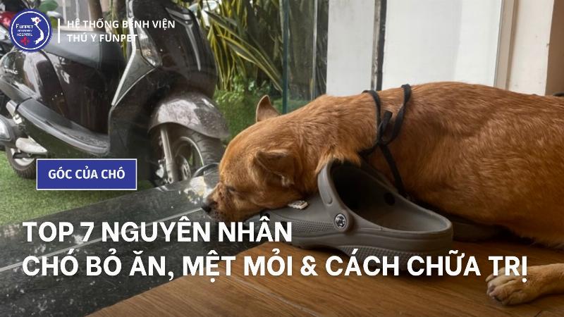 Chó Bỏ Ăn Uống Nước Buồn Bã