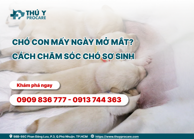 Chó Con Mới Mở Mắt