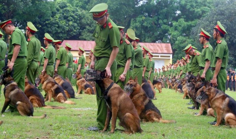 Chó German Shepherd nghiệp vụ