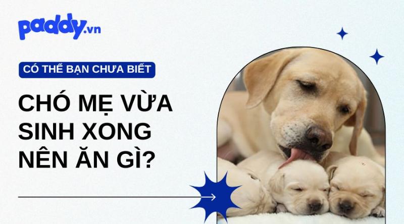 Chó Mẹ Đang Ăn Thức Ăn