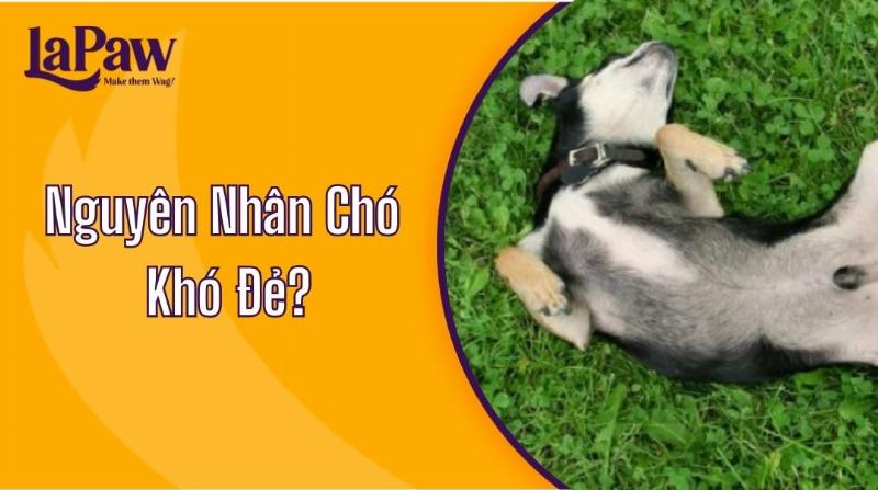 Chó mẹ rặn đẻ khó khăn