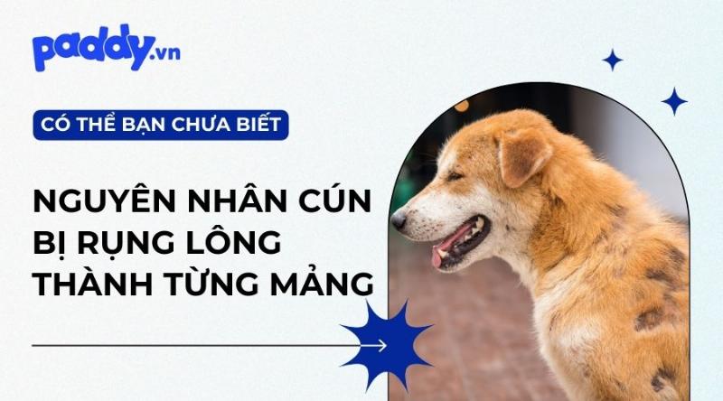 Chó bị rụng lông từng mảng do nấm da