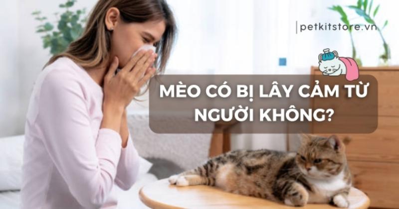 Đưa mèo đi khám thú y khi sốt cao hoặc có triệu chứng bất thường.