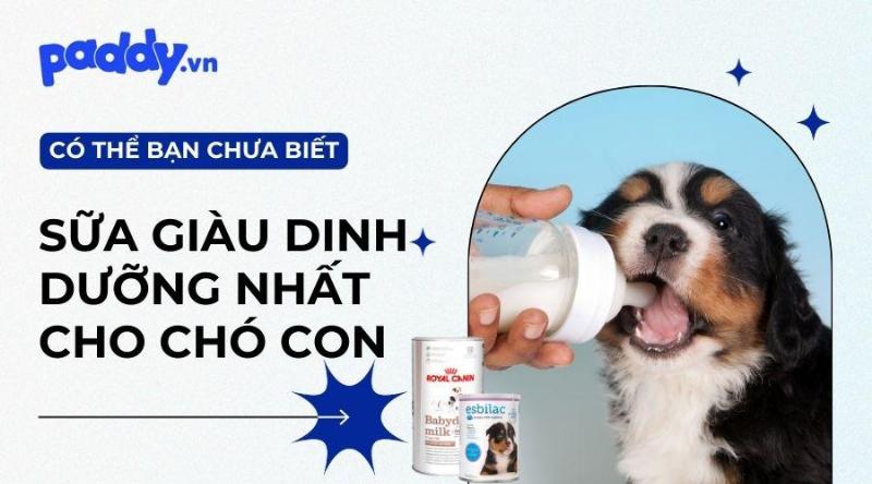 Loại Sữa Tốt Nhất Cho Chó