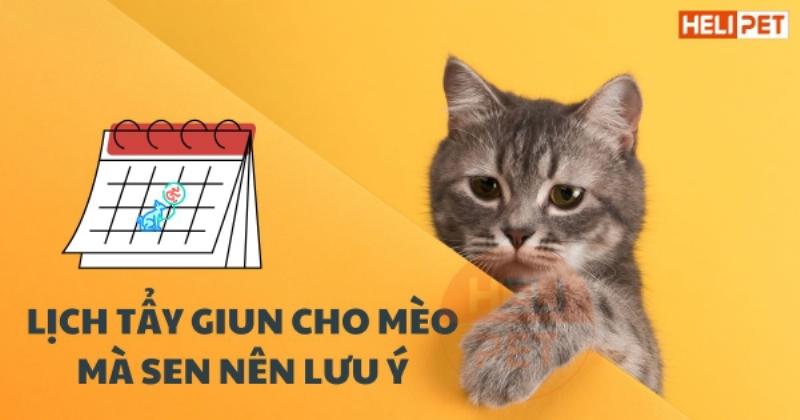 Mèo 3-6 tháng tuổi khám phá thế giới