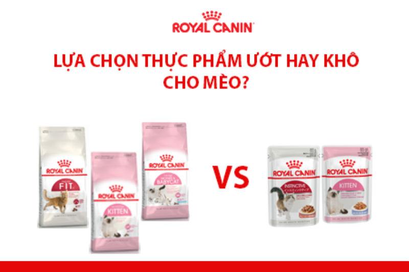 Mèo ăn rau trộn thức ăn ướt