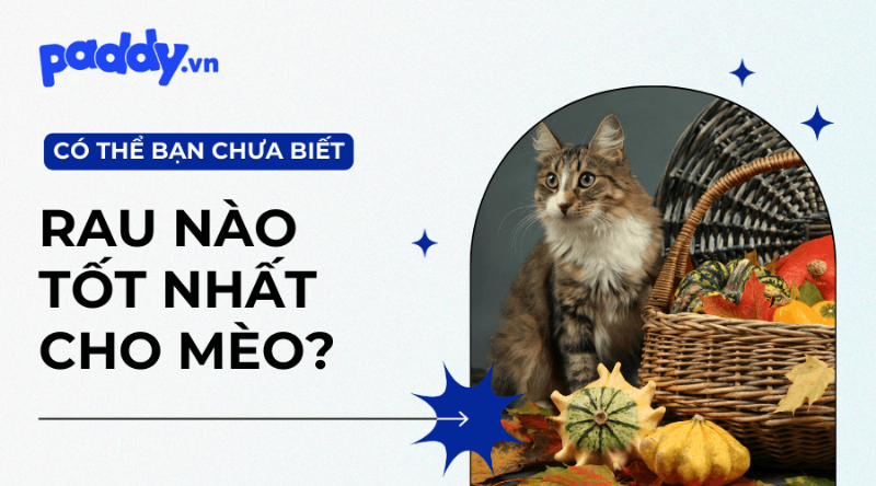 Mèo ăn rau xay nhuyễn