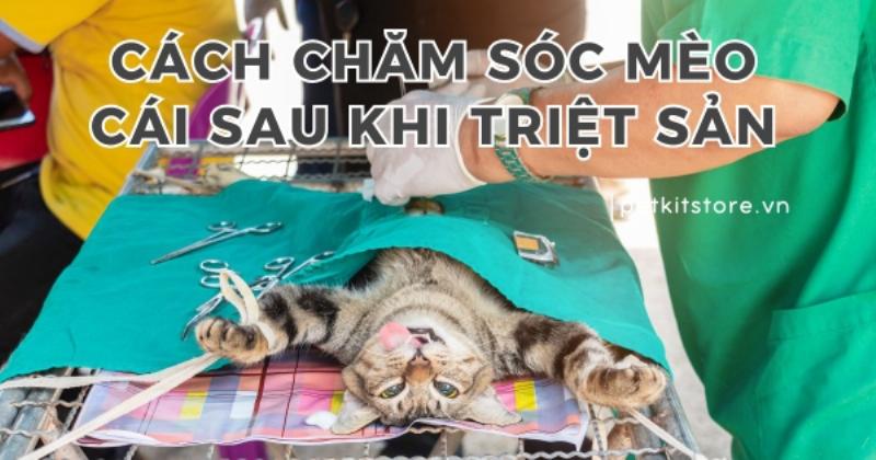 Mèo cái được chăm sóc tại nhà