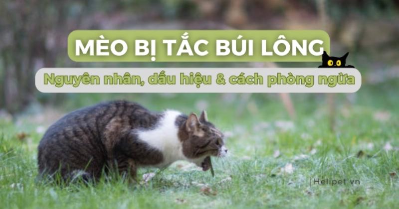 Mèo đi khám bác sĩ thú y vì nôn mửa