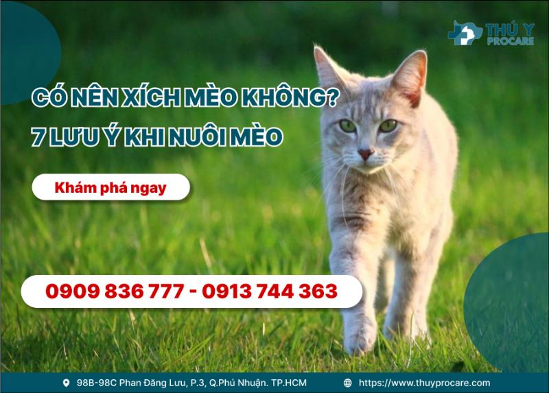 Mèo đi lạc gặp nguy hiểm