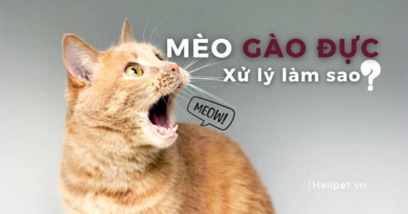 Mèo đực giảm tiếng kêu