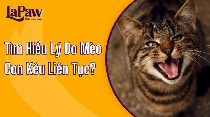 Mèo đực kêu liên tục do bệnh tật