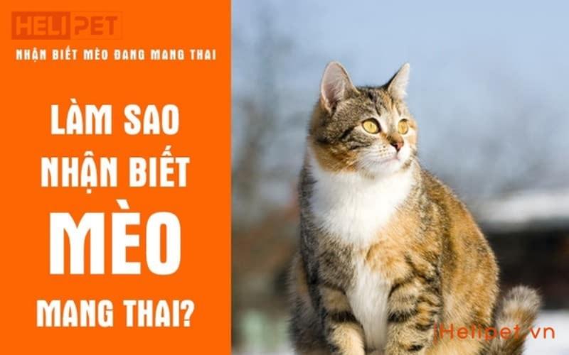 Mèo Mang Thai Thay Đổi Hành Vi