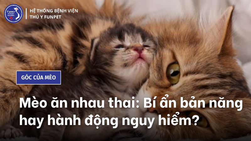 Mèo mẹ ăn nhau thai sau sinh