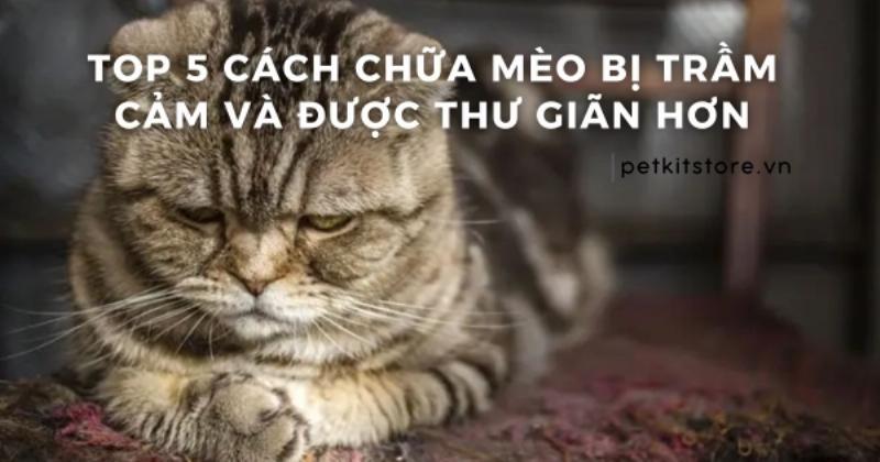 Mèo thờ ơ với cỏ mèo