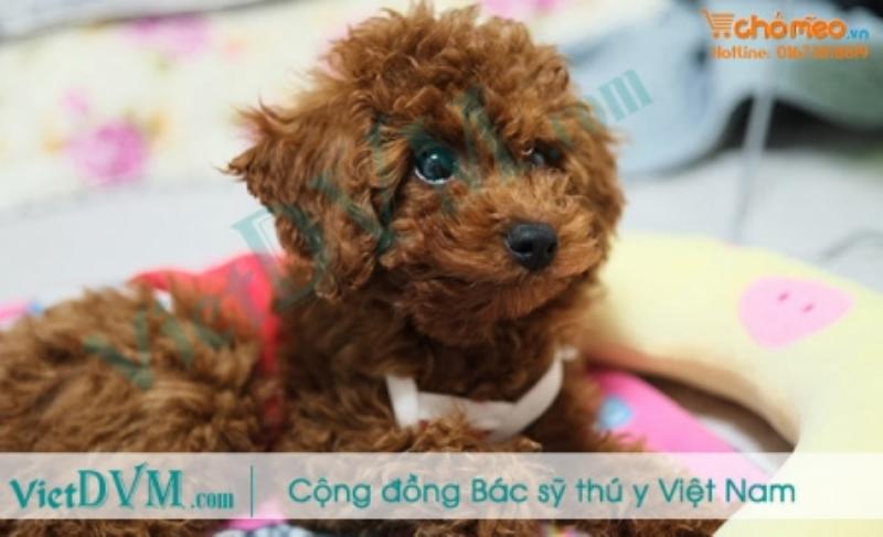 Chó Poodle biểu diễn xiếc