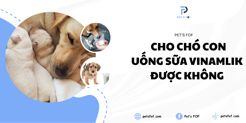 Tác Hại Của Sữa Vinamilk Cho Chó