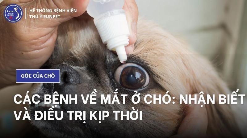 Vấn Đề Về Mắt Chó Con