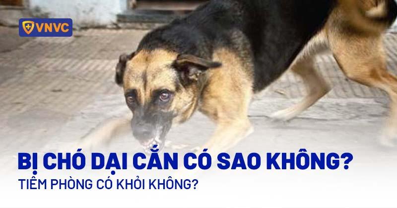 Xử lý khi bị chó dại cắn