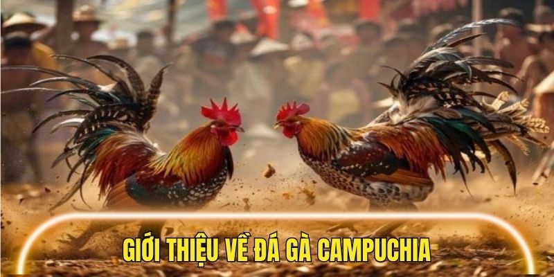 Những thông tin sơ lược nhất về đá gà campuchia